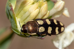 Castiarina decemmaculata