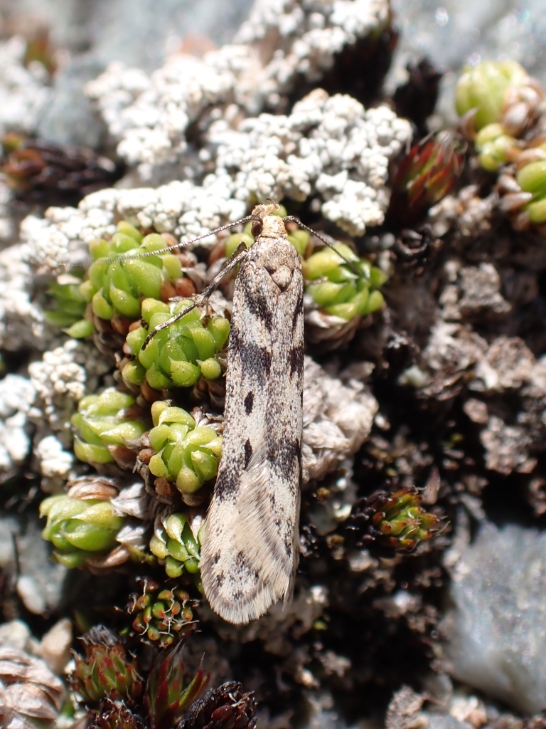 Sattleria graiaeella