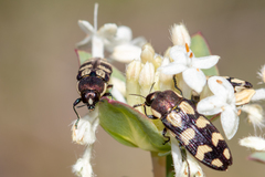 Castiarina decemmaculata