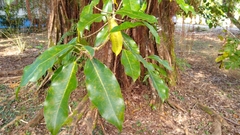 Ficus prolixa
