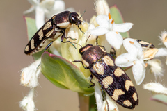 Castiarina decemmaculata