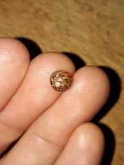 Cantharidella picturata