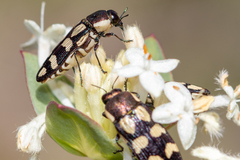 Castiarina decemmaculata