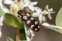 Castiarina decemmaculata