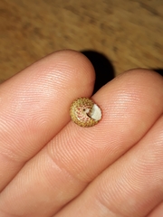 Cantharidella picturata