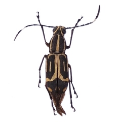 Xenocerus