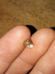 Cantharidella picturata