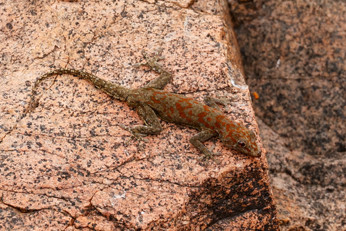 Boulton’s Namib Day Gecko