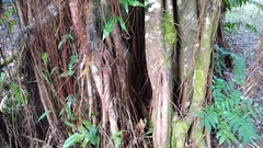 Ficus prolixa