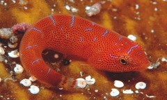 Cochleoceps orientalis