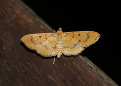 Lygropia
