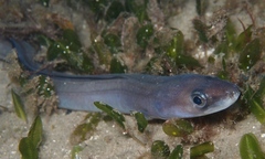 Conger wilsoni