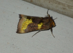 Diachrysia chrysitis
