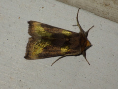 Diachrysia chrysitis