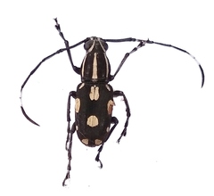 Xenocerus