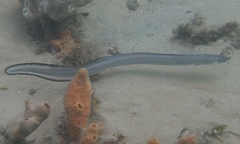 Conger wilsoni