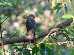 Accipiter francesiae brutus