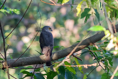 Accipiter francesiae brutus