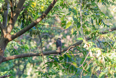 Accipiter francesiae brutus