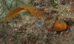 Monothrix polylepis