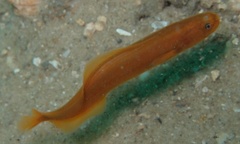 Monothrix polylepis