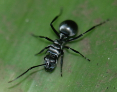 Polyrhachis schlueteri