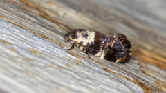 Eupselia aristonica