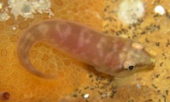 Aspasmogaster costata