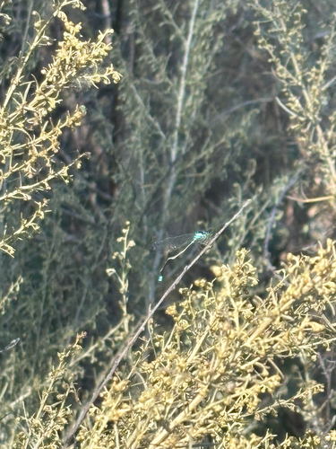 iNaturalist observation photo of Forktails