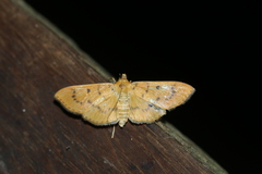 Lygropia