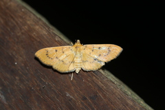 Lygropia