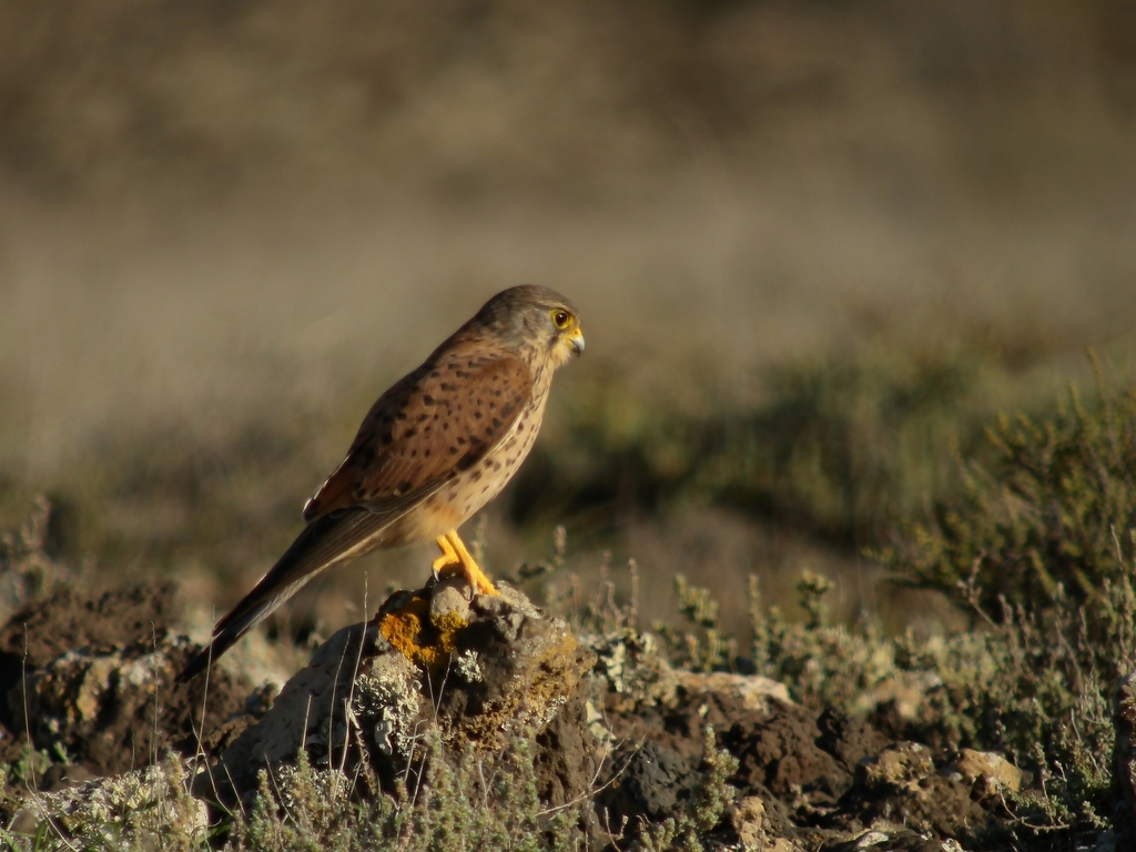East Canary Islands Common Kestrel
