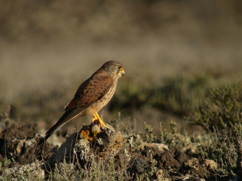 East Canary Islands Common Kestrel