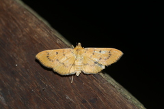 Lygropia