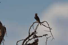 Amadina erythrocephala