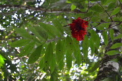 Brownea ariza