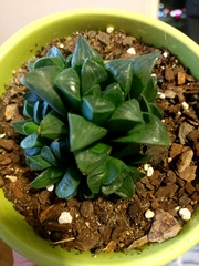 Haworthia
