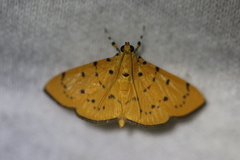 Phaedropsis