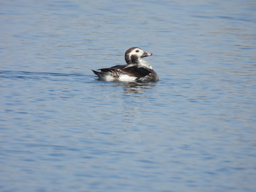 iNaturalist observation photo of Long-tailed Duck