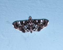 Chabula acamasalis