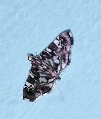 Chabula acamasalis