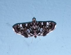 Chabula acamasalis