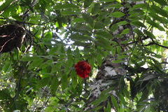 Brownea ariza