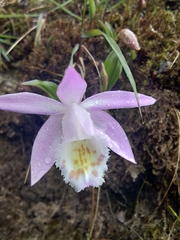 Pleione hookeriana