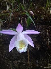 Pleione hookeriana