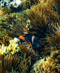 Amphiprion rubrocinctus