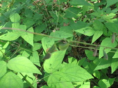 Hylodesmum podocarpum oxyphyllum