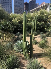 Trichocereus bridgesii
