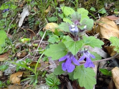 Ajuga lobata