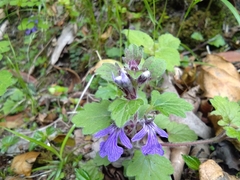 Ajuga lobata